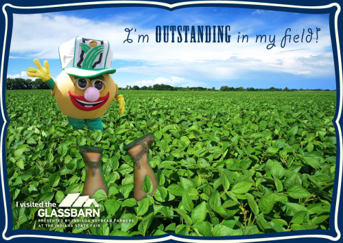 soybean